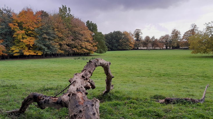 Benthall parkland autumn trees Shropshire